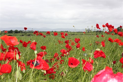 Poppy Field Looking Towards Lough Foyle