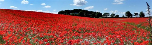 Poppy _fields _1170x 461