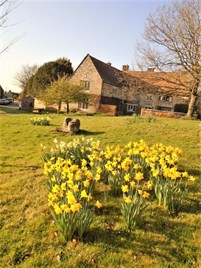 Culworth Daffs