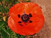 A BIG Poppy