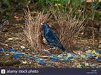 Bower Bird 's Bower